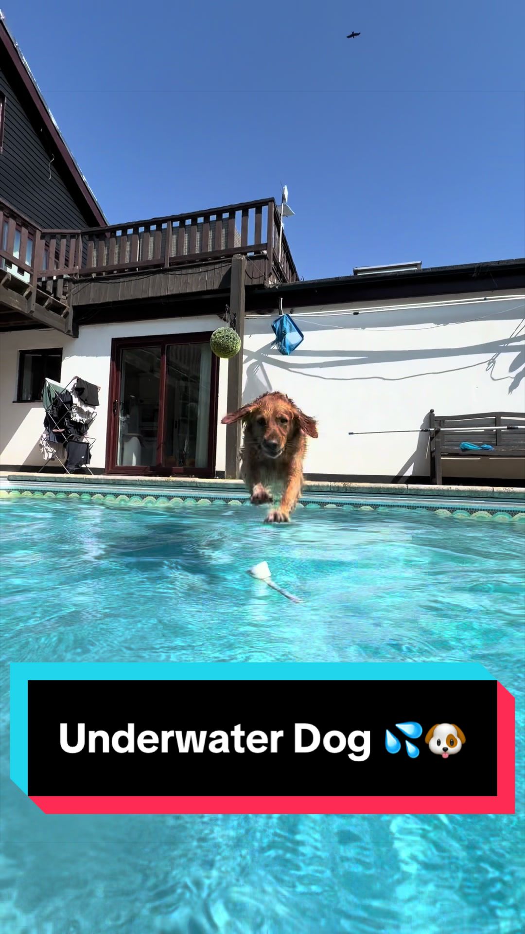 Dog jumping into a swimming pool on TobesVerse TikTok
